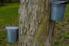 Old fashion Maple Tree syrup collection buckets 