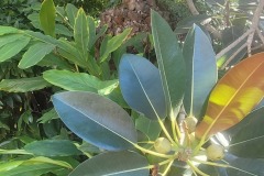 Fig Tree near the entrance to San Diego Zoo Safari Park