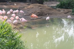 Flamingos at San Diego Zoo Safari Park