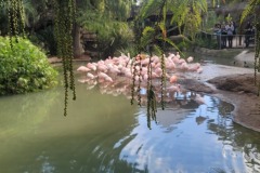 Flamingos in a pond at San Diego Zoo Safari Park