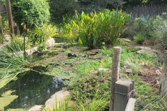 small pond with water plants in the Australian Walk About section of San Diego Zoo Safari Park