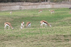 A herd of Springboks in the African Plains section 