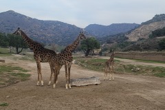 Giraffes on the African Plains at San Diego Zoo Safari Park