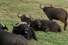 A herd of cape buffalo at San Diego Zoo Safari Park