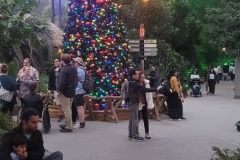 Holiday Tree at San Diego Zoo Safari Park