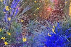 Lighted plants along a path at San Diego Zoo Safari Park