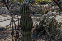 Cactus  along a path in the Tuscon Botanical Gardens