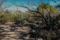 Several large cacti in the Tuscon Botanical Gardens