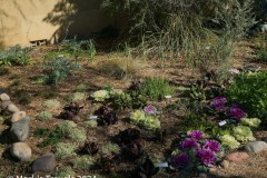 Careful plants along a path in the Tuscon Botanical Gardens