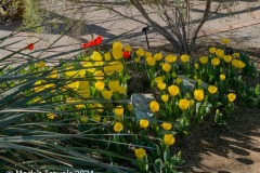 Yellow and Red Tulips in the Tuscon Botanical Gardens