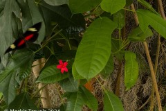 A colorful butterfly and red flower on a green leaf in the Butterfly house  in the Tuscon Botanical Gardens