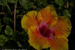 Yellow and orange flower inside the Butterfly House in the Tuscon Botanical Gardens