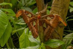 The largest moth in the world resting a plant in the Butterfly House in the Tuscon Botanical Gardens