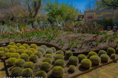 A cactus garden with some red tulips in the middle in the Tuscon Botanical Gardens