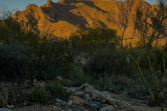 Sunset lights the Catalina Mountains viewed by the Westward Look Resort, Tuscon, AZ