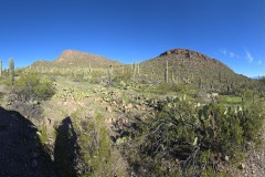 Panoramic view of Saguaro Cactus along side the entrance road