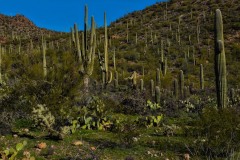 Dense Saguaro Cactus Forest