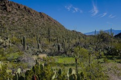 Saguaro Cactus Forest with hills in the background