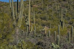 Saguaro Cactus Forest