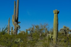 Two Saguaro Cacti that shows the diversity if shapes