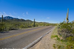 Entrance Road with a few Saguaro along the side