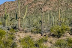 Saguaro Cactus Forest