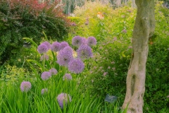 Perennials in the permanent gardens of the VanDusen Botanical Garden