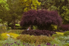 Perennials in the permanent gardens of the VanDusen Botanical Garden