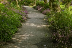 Path with lavender plants along the side in the VanDusen Botanical Garden