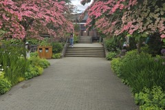 Dogwood trees in bloom at the VanDusen Botanical Garden