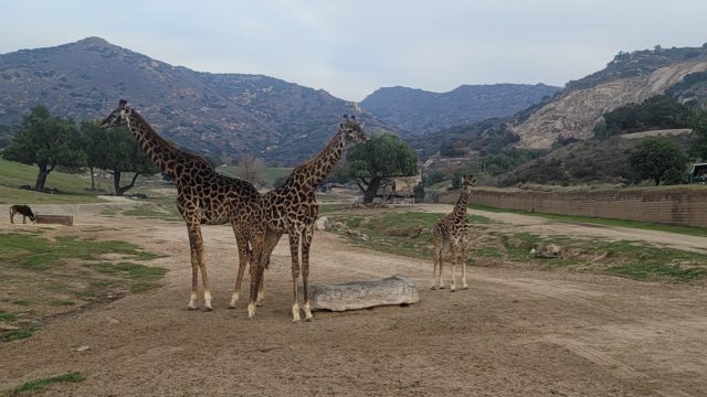 Two giraffes, a mother and baby