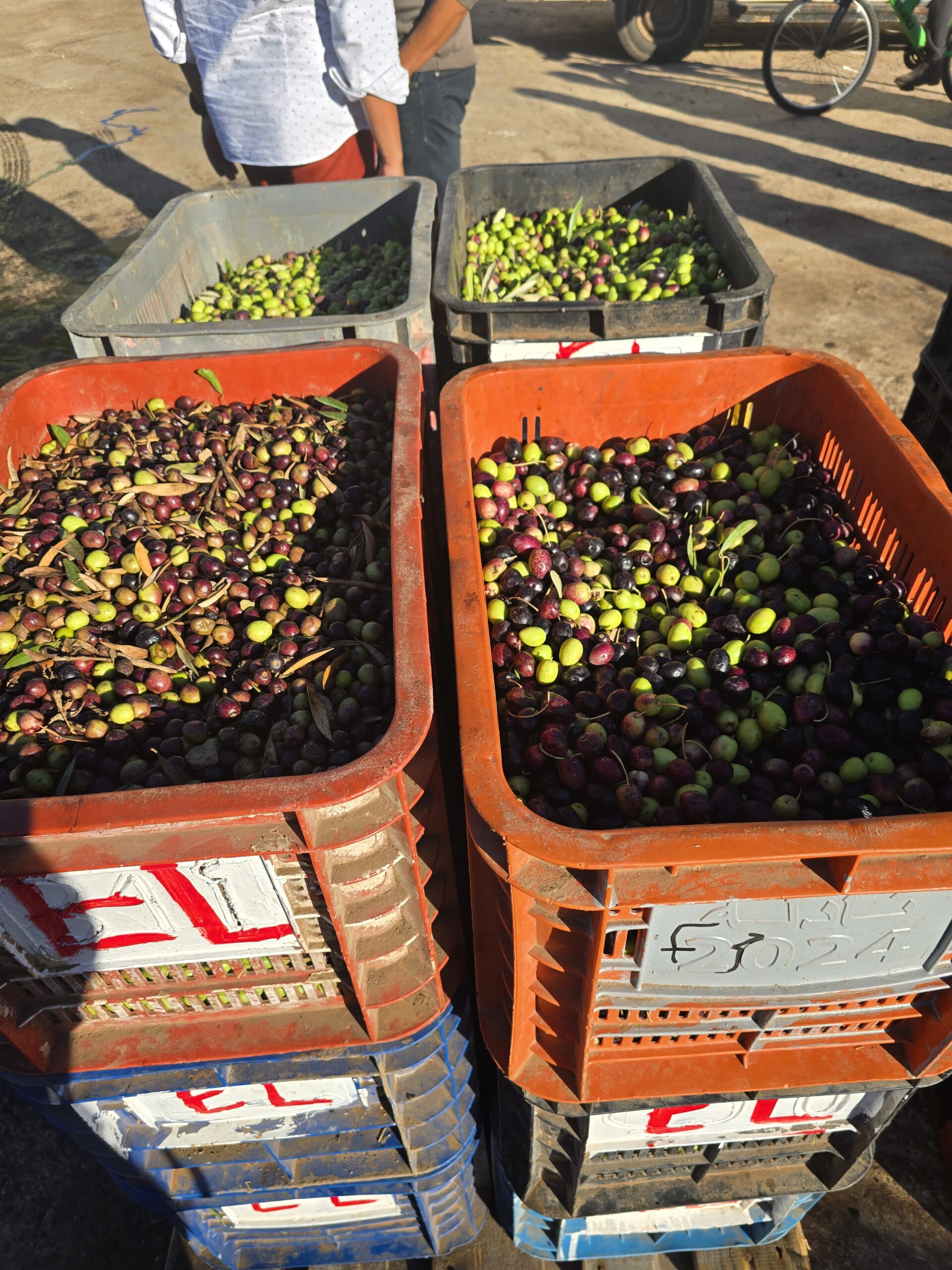 Olive Oil in Morocco