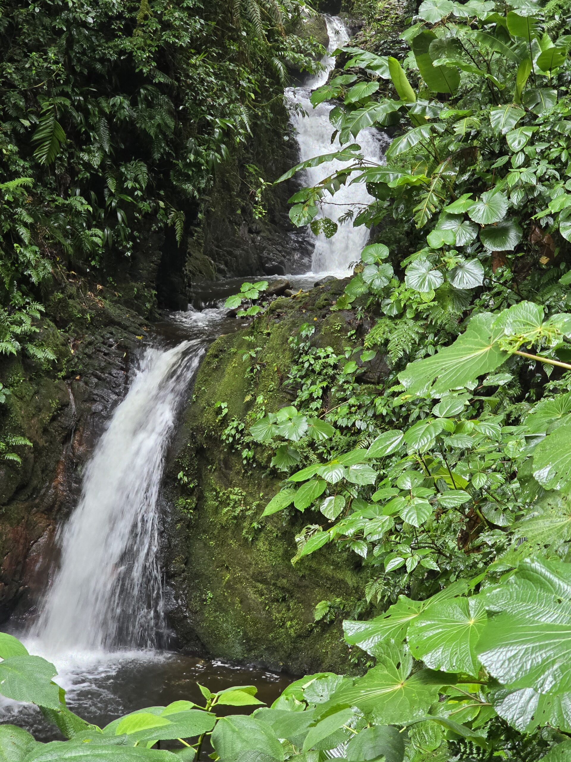 Magical, Lush, and easy to explore: The Monteverde Cloudforest Reserve.